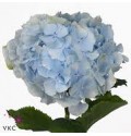 ΟΡΤΑΝΣΙΑ ΜΠΛΕ   -HYDRANGEA  VERENA BLUE